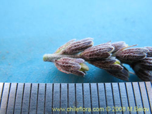 Errazurizia multifoliolata의 사진