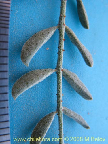 Errazurizia multifoliolata의 사진