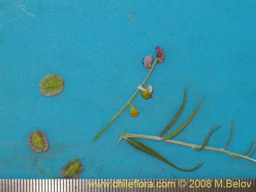 Bild von Pteromonnina linearifolia (). Klicken Sie, um den Ausschnitt zu vergrössern.