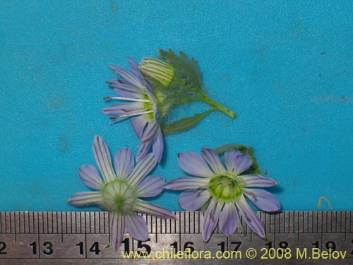 Bild von Malesherbia sp.  #Z 8084 (). Klicken Sie, um den Ausschnitt zu vergrössern.