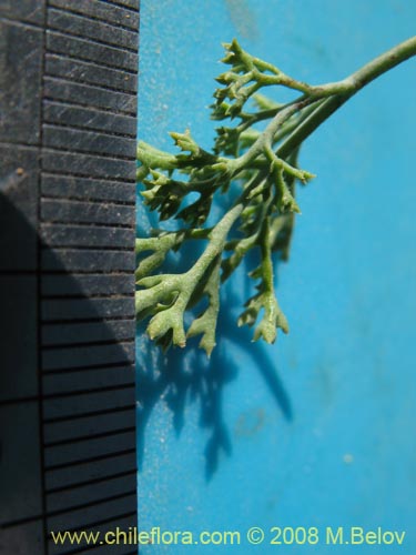 Bild von Apiaceae sp. #1354 (). Klicken Sie, um den Ausschnitt zu vergrössern.