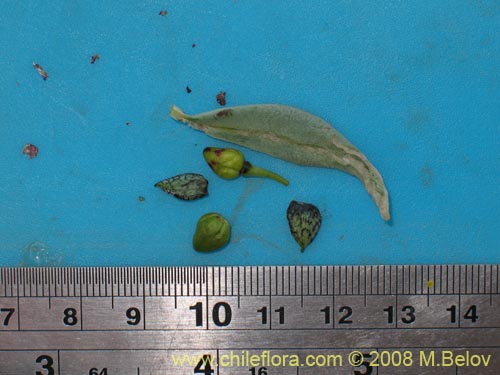 Image of Cistanthe sp. #1247 (). Click to enlarge parts of image.