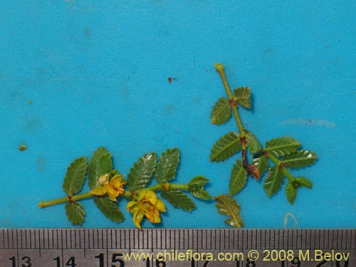 Image of Larrea nitida (Jarrilla). Click to enlarge parts of image.