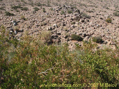 Image of Larrea nitida (Jarrilla). Click to enlarge parts of image.