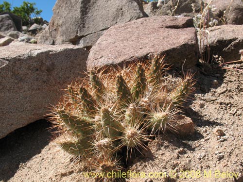 Maihueniopsis archiconoidea의 사진