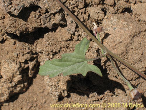 Bild von Convolvulus sp. #1810 (). Klicken Sie, um den Ausschnitt zu vergrössern.