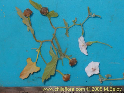 Bild von Convolvulus sp. #1810 (). Klicken Sie, um den Ausschnitt zu vergrössern.