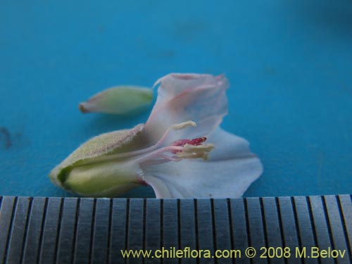 Bild von Convolvulus sp. #1810 (). Klicken Sie, um den Ausschnitt zu vergrössern.