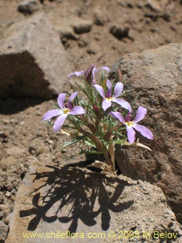 Image of Cyphocarpus rigescens (). Click to enlarge parts of image.