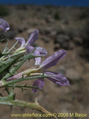 Image of Cyphocarpus rigescens (). Click to enlarge parts of image.