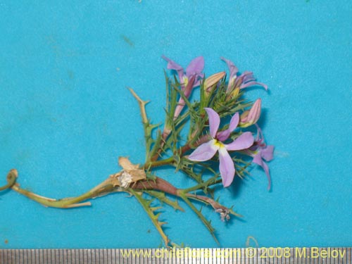 Image of Cyphocarpus rigescens (). Click to enlarge parts of image.