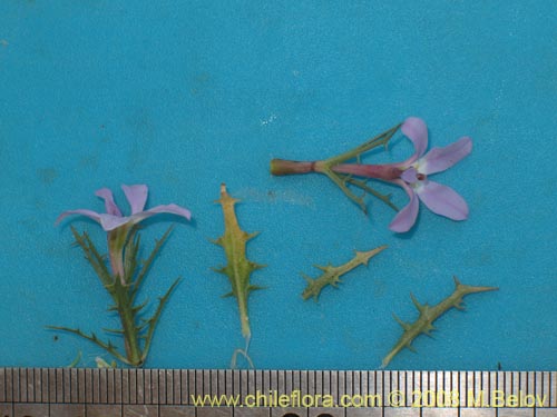 Image of Cyphocarpus rigescens (). Click to enlarge parts of image.