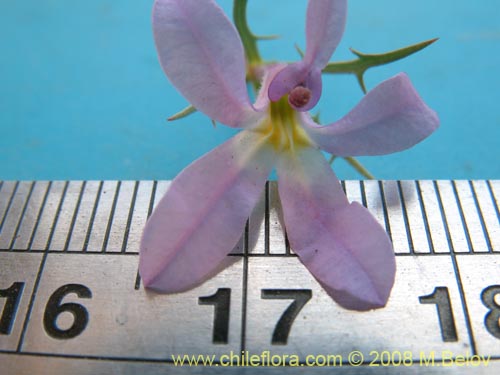 Image of Cyphocarpus rigescens (). Click to enlarge parts of image.