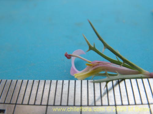 Image of Cyphocarpus rigescens (). Click to enlarge parts of image.