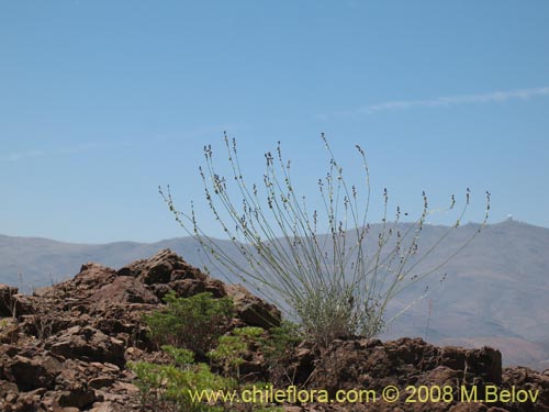 Bild von Pteromonnina linearifolia (). Klicken Sie, um den Ausschnitt zu vergrössern.