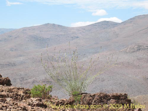 Bild von Pteromonnina linearifolia (). Klicken Sie, um den Ausschnitt zu vergrössern.