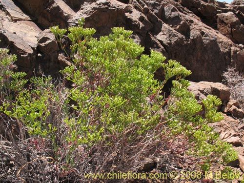 Lastarriaea chilensisの写真