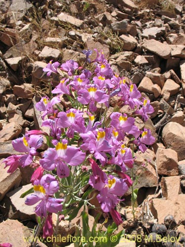 Image of Alstroemeria schizanthoides var. schizanthoides (). Click to enlarge parts of image.