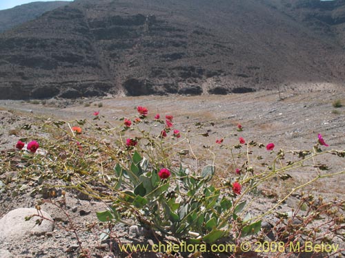 Bild von Calandrinia sp. #1171 (). Klicken Sie, um den Ausschnitt zu vergrössern.