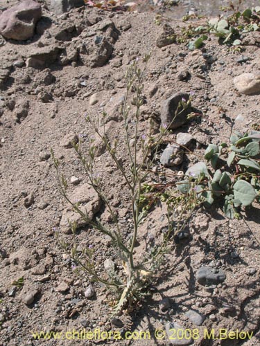 Imágen de Mentzelia albescens (). Haga un clic para aumentar parte de imágen.