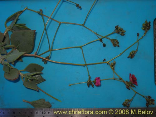 Bild von Calandrinia sp. #1171 (). Klicken Sie, um den Ausschnitt zu vergrössern.