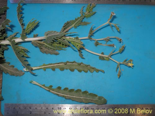 Imágen de Mentzelia albescens (). Haga un clic para aumentar parte de imágen.