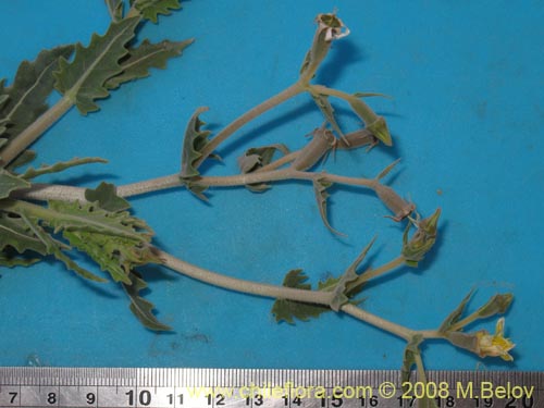 Imágen de Mentzelia albescens (). Haga un clic para aumentar parte de imágen.