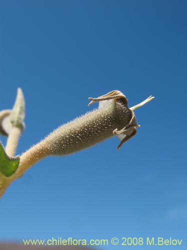 Imágen de Mentzelia albescens (). Haga un clic para aumentar parte de imágen.