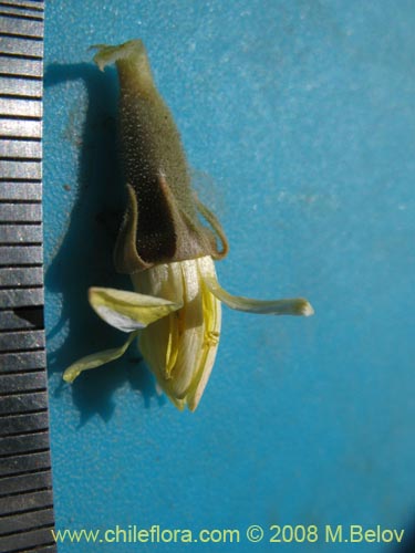 Imágen de Mentzelia albescens (). Haga un clic para aumentar parte de imágen.