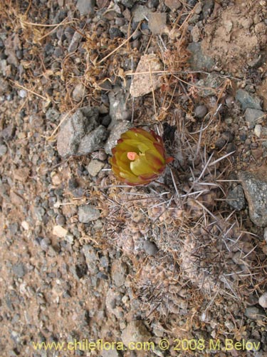 Image of Eriosyce sp. #1783 (). Click to enlarge parts of image.