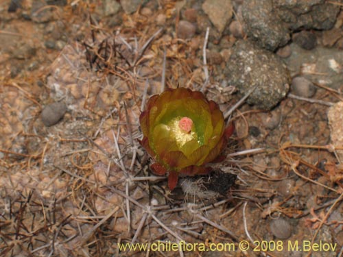 Image of Eriosyce sp. #1783 (). Click to enlarge parts of image.