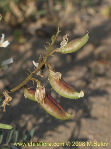 Image of Fabaceae sp. #1353 (). Click to enlarge parts of image.