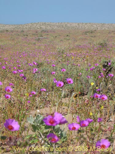 Cistanthe sp.  #1184의 사진