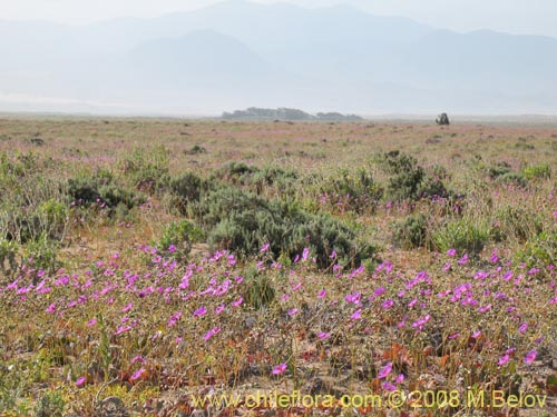 Cistanthe sp.  #1184의 사진