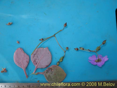 Cistanthe sp.  #1184의 사진