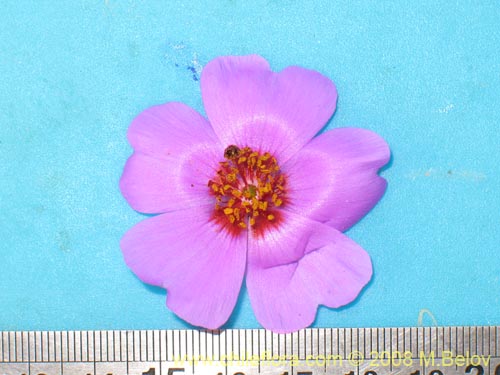 Cistanthe sp.  #1184의 사진