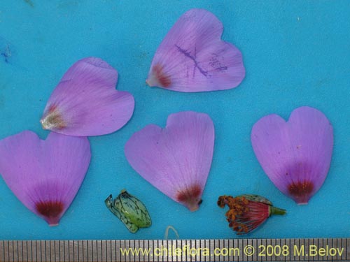 Cistanthe sp.  #1184의 사진