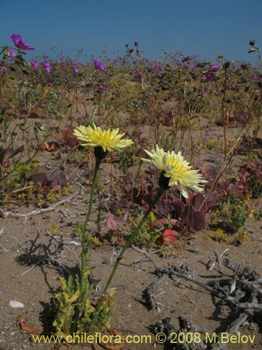 Image of Hypochaeris sp.  #1809 (). Click to enlarge parts of image.