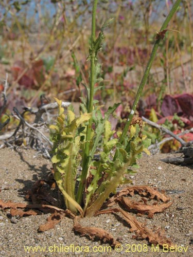 Image of Hypochaeris sp.  #1809 (). Click to enlarge parts of image.