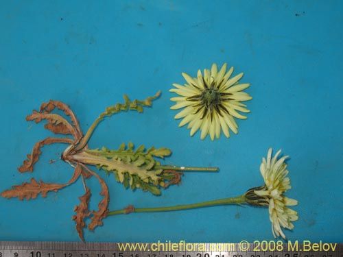 Image of Hypochaeris sp.  #1809 (). Click to enlarge parts of image.
