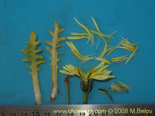 Image of Hypochaeris sp.  #1809 (). Click to enlarge parts of image.