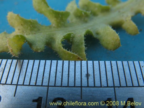 Image of Hypochaeris sp.  #1809 (). Click to enlarge parts of image.