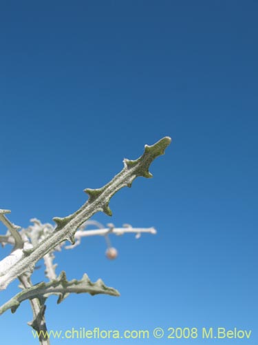 Bild von Centaurea sp. #1196 (). Klicken Sie, um den Ausschnitt zu vergrössern.