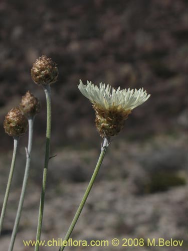 Bild von Centaurea sp. #1196 (). Klicken Sie, um den Ausschnitt zu vergrössern.