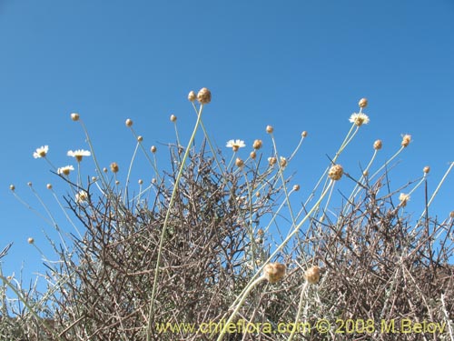Bild von Centaurea sp. #1196 (). Klicken Sie, um den Ausschnitt zu vergrössern.