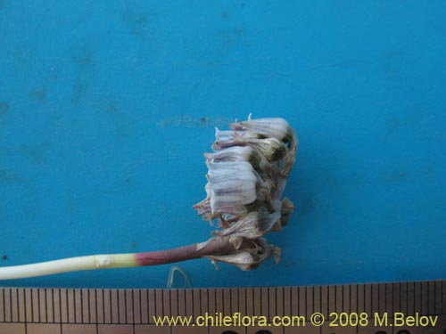 Conanthera urceolataの写真