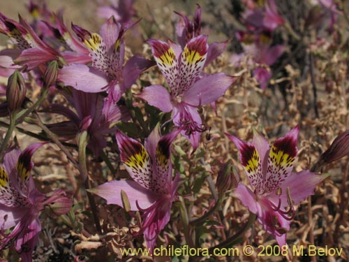 Image of Alstroemeria werdermannii (). Click to enlarge parts of image.