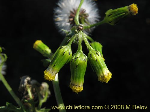 Image of Senecio vulgaris (). Click to enlarge parts of image.