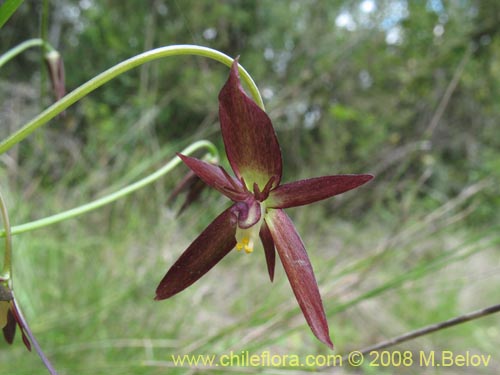 Bild von Gilliesia montana (). Klicken Sie, um den Ausschnitt zu vergrössern.