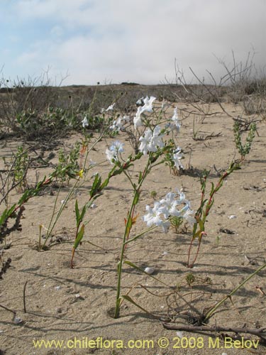 Image of Zephyra elegans (). Click to enlarge parts of image.